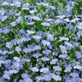 Lobelia erinus 'Cambridge Blue'