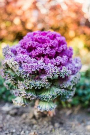 vertikale Nahaufnahme der hohen lila Grünkohlpflanze im Gartenvertikale Nahaufnahme der hohen lila Grünkohlpflanze im Garten