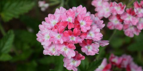 Beetpflanzen, rosa Eisenkraut Sommerblumenbeete