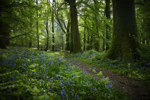 Wunderschöne Wälder in Großbritannien laden zum Waldbaden ein