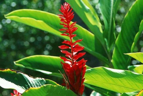 tropisch-pflanzen-hedychium-aurantiacum