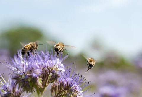 Honigbiene fliegt weg