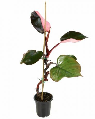 Rosa Prinzessin Philodendron
