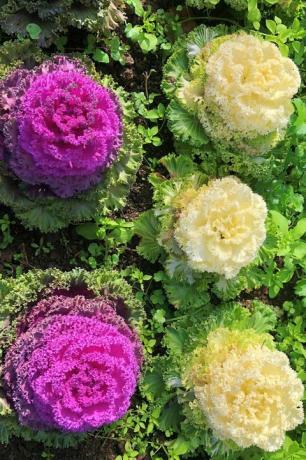 Winterblumen im Garten in Levent, Istanbul, Türkei