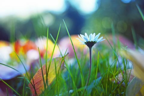 Gänseblümchen in der Herbstwiese