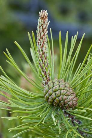 Latschenkiefer (Pinus contorta) mit einem unreifen weiblichen Samenkegel