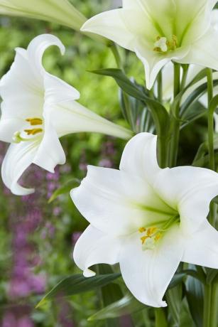 Blumen, die im Juli blühen