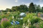 Wildlife Garden auf gemietetem Kleingartengelände gewinnt Garden Award