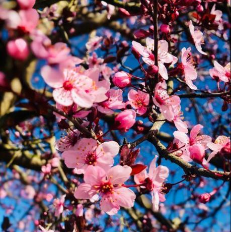 Flachwinkelansicht der Kirschblüten im Frühjahr