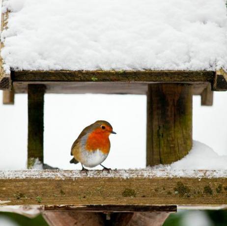 wie man Rotkehlchen hilft, das harte Winterwetter zu überstehen