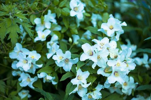 Philadelphus 'Belle Etoile': Philadelphus Belle Etoile - Schöner Stern - mehrjähriger Strauch in voller Blüte im Sommer in den Cotswolds, Oxfordshire, Großbritannien