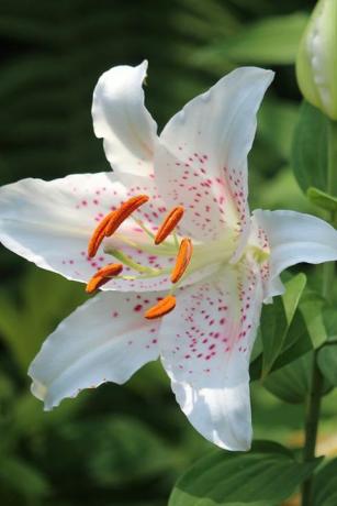 Nahaufnahme von schönen weißen Lilien, die in einer Sommergartennatur wachsen