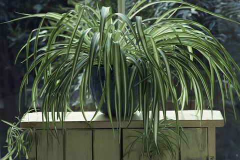 Spinnenpflanze (Chlorophytum) im Blau glasierten Topf auf hölzernem Stand am Fenster