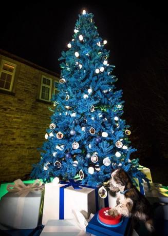 Die Wohltätigkeitsorganisation Blue Cross lanciert den ersten spendengetriebenen Weihnachtsbaum der Welt