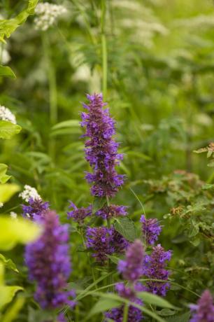 RhS-Garten für eine grüne Zukunft, entworfen von Jamie Butterworth, Hampton Court Palace Garden Festival 2021