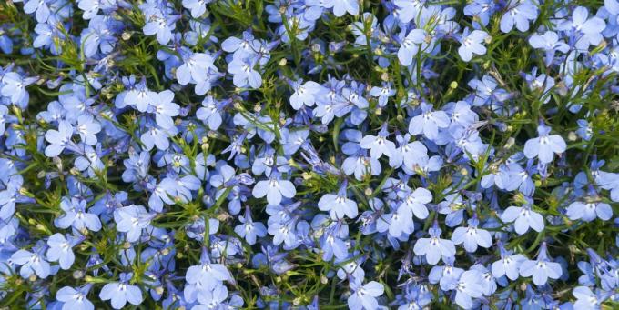 Beetpflanzen, blaue Kardinalblume Lobelia cardinalis