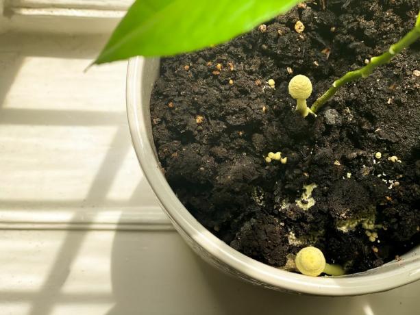 Gelber Pilz wächst in Zimmerpflanzen-Blumenerde
