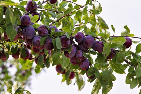 Pflaumenfrucht, Sommergarten