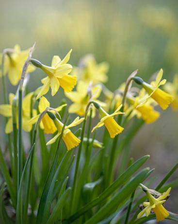 Frühlingsblumen