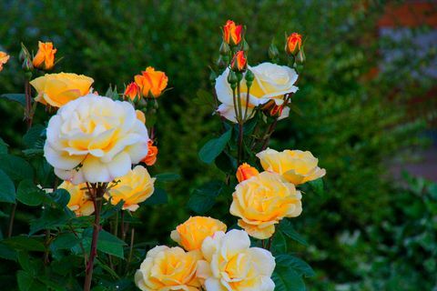 Nahaufnahme von Rose Plant In Back Yard