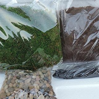 Terrarium Essentials Kit 