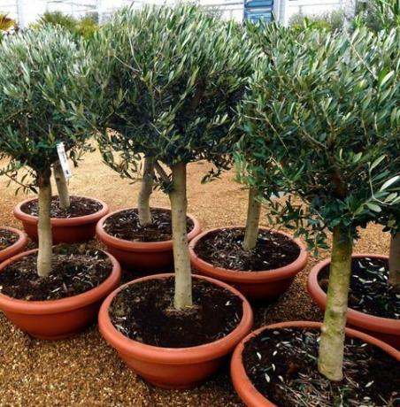 Olivenbäume - Olivenhain Oundle: Standard-5ft-Olivenbaum