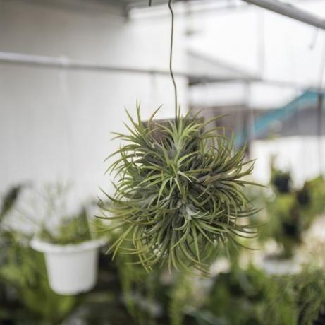 Tillandsia Pflanze beste feuchtigkeitsliebende Zimmerpflanzen