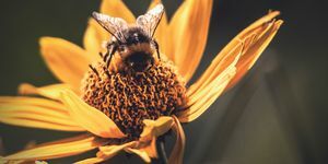 Nahaufnahme von Honey Bee On Yellow Flower