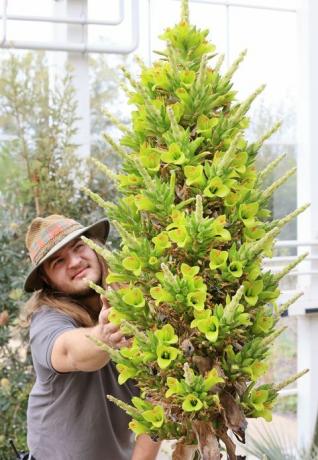 gärtner callum munro faure bewundert die puya chilensis, die erst zum zweiten mal in ihrer geschichte in rhs garden wisley blüht, surrey this Morgen das erste Mal blühte es im Gewächshaus von Wisley vor 8 Jahren das Gewächshaus wird am Montag, den 17. Mai nach der neuen Regierung wieder für die Öffentlichkeit geöffnet Richtlinien